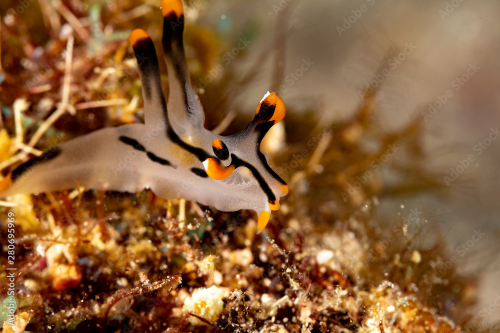 Painted Thecacera Thecacera Picta Is A Species Of Sea Slug A Painted Thecacera Thecacera Picta Is A Species Of Sea Slug A