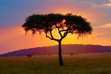 Wall Mural - African sunset 2, Serengeti