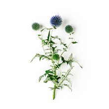 Blue Thistle Flowers, Echinops Branch