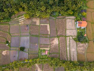 Wall Mural - Village at rice field parts divided to plots by water channels and pathways, aerial shot, Java island, Indonesia