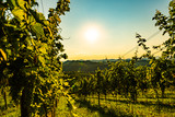 Fototapeta Natura - View at South Styria Vineyard fields in sunset sun in summer. Eckberg Tourist destination.