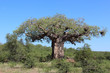 Leinwandbild Motiv Affenbrotbaum / Baobab / Adansonia Digitata