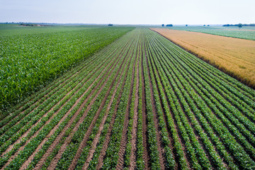 Wall Mural - Top view of soybean field