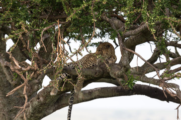 Wall Mural - A leopard has settled comfortably between the branches of a tree to rest