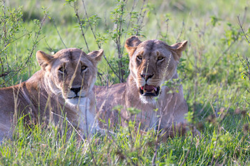 Wall Mural - Lionesses lie in the grass and try to rest