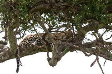 Wall Mural - A leopard has settled comfortably between the branches of a tree to rest