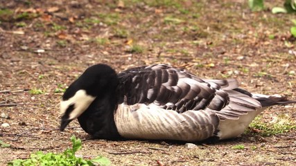 Animals and beautiful birds in zoo. Green summer trees, green tree branches.