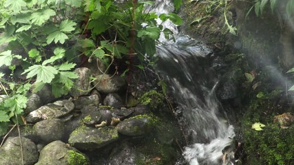 Animals and beautiful birds in zoo. Green summer trees, green tree branches.