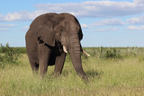 Fototapeta Do akwarium - Afrikanischer Elefant / African elephant / Loxodonta africana