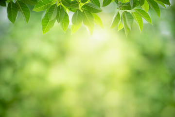 Nature of green leaf in garden at summer. Natural green leaves plants using as spring background cover page greenery environment ecology wallpaper