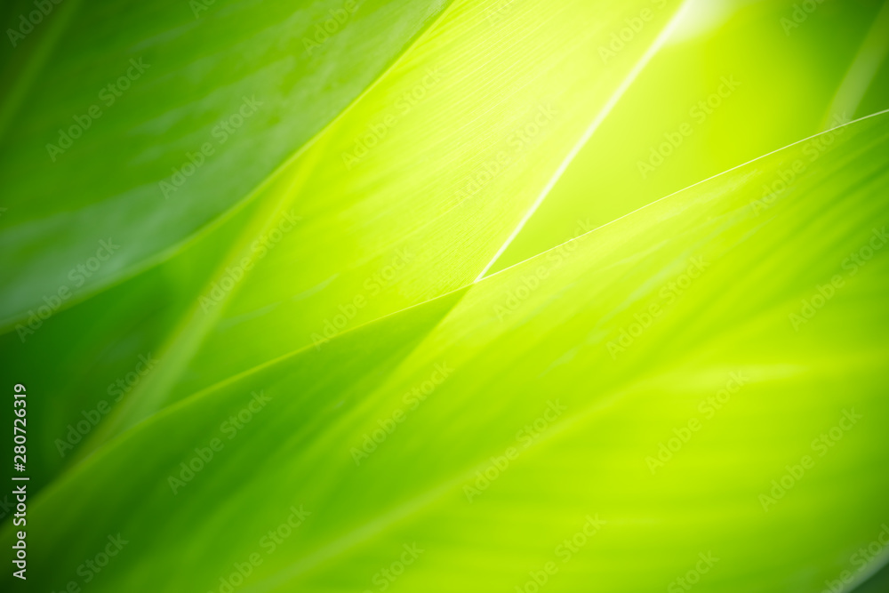 Nature of green leaf in garden at summer. Natural green leaves plants using as spring background cover page environment ecology or greenery wallpaper - obrazy, fototapety, plakaty 