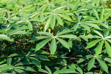 Wall Mural - Green leaves cassava on branch tree