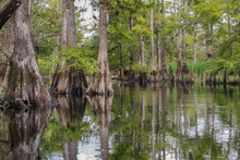 Scenic View Of Cypress Trees And Knees Along Fisheating Creek In Florida