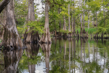 Scenic View of Cypress Trees and Knees along Fisheating Creek in Florida