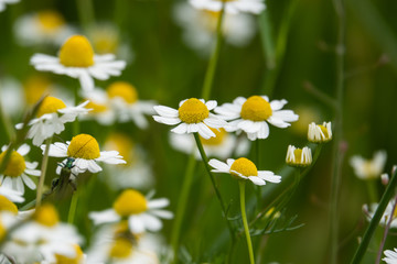 Wall Mural - German Chamomile Flowers in Bloom in Springtime