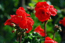 Summer Garden Flowerbed In Sunshine After Rain. Red Pelargonium Flowers Covered With Drops Of Water, Close Up, Selective Focus