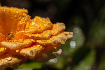 Wall Mural - Yellow garden rose with drops from the rain to the skin of oskouie