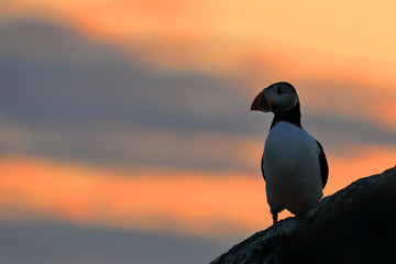 Wall Mural - Puffin Seabird