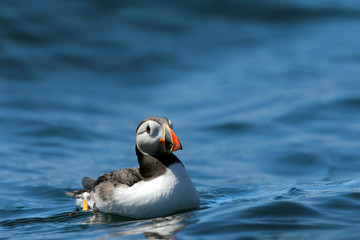 Wall Mural - Puffin Seabird