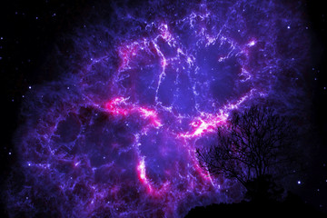 Wall Mural - blur purple back on night cloud sunset sky silhouette branch and tree