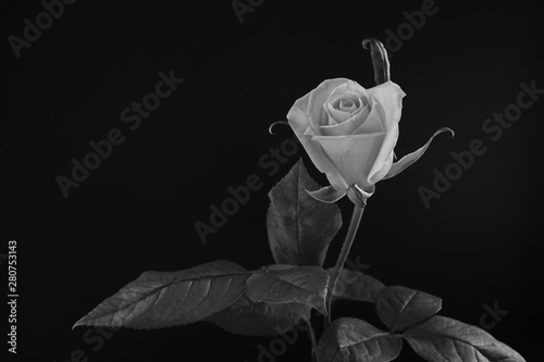 ピンク バラ 薔薇 ばら 一輪 黒バック 黒背景 マクロ 接写 白黒 モノクロ Stock Photo Adobe Stock