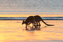 Kangaroo On Beach At Sunrise, Mackay, North Queensland, Australia