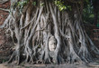 Ancient Budda Head in roots