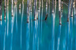 Japan abstract tree in blue pond