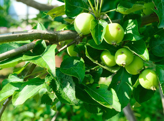 Young green apples, on a tree branch, are lit by sunlight. Summer, sweet, orchard, harvest, outdoor