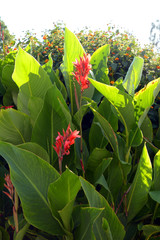 canna indica or african arrowroot or indian shot plant in bloom in ornamental garden in germany, big plant of canna edulis