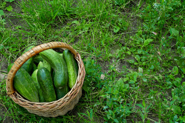 Cucumbers in basket on green grass background. Summer harvest closeup concept image. Organic diet food