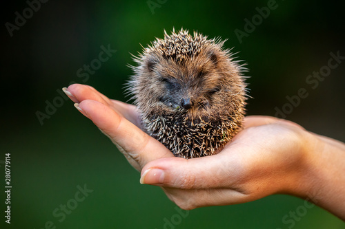 Fotografía Love nature, little hedgehog staying in a hand