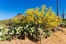 A Blooming Palo Verde Tree And A Prickly Pear Cactus