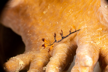 Seaslug, Nudibranch, Dendronotus is a genus of sea slugs, nudibranchs, marine gastropod molluscs in the superfamily Tritonioidea