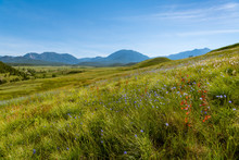 Grassy Hillside Of Blue And Red Wildflowers Near Pagosa Springs, Colorado