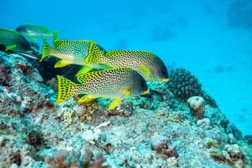 Blackspotted Sweetlips - Plectorhinchus gaterinus