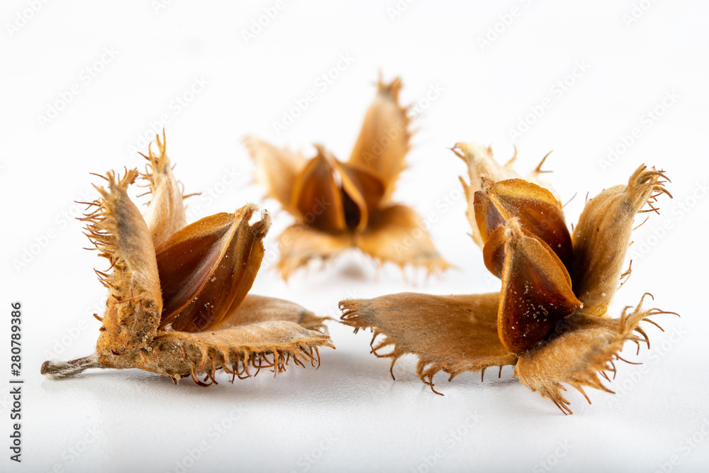 Beech tree fruit on a light table. Seeds of the deciduous tree. - obrazy, fototapety, plakaty 