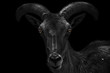 © Thomas Marx - Close-up portrait of a very dark and scary looking capricorn isolated on black background (Capricornus)