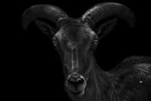 Close-up Portrait Of A Very Dark And Scary Looking Capricorn Isolated On Black Background (Capricornus)