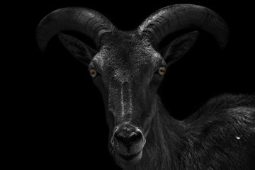 close-up portrait of a very dark and scary looking capricorn isolated on black background (capricorn