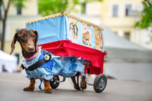 St. Petersburg, RUSSIA - 25 May, 2019: Portrait Dog Of The Dachshund Is Disabled Breed In Costume As A Traveling Theater In The Park At A Parade Festival Dachshund In St. Petersburg