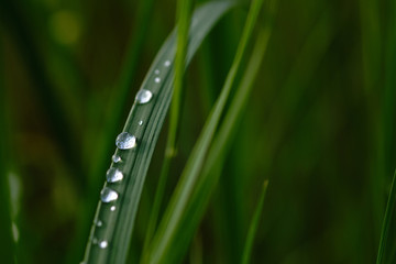 Large beautiful drops of transparent rain water on a green leaf.  Closeup. Beautiful leaf texture in nature. Natural background