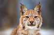 Close-up portrait of beautiful eurasian lynx in the forest