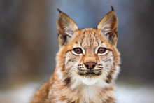 Close-up Portrait Of Beautiful Eurasian Lynx In The Forest