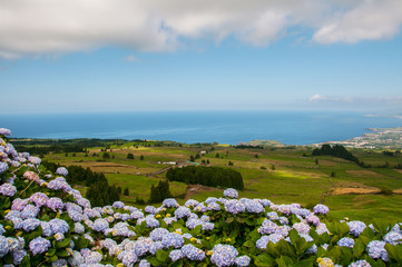 Wall Mural - Hydrangeas are the typical flowers of the Azores Islands