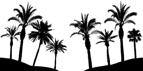Wall Mural - Palm trees silhouette, vector illustration