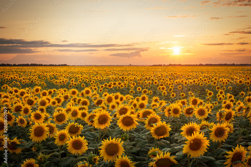 Beautiful sunset over big golden sunflower field in the countryside ...