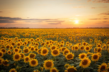 Beautiful Sunset Over Big Golden Sunflower Field In The Countryside
