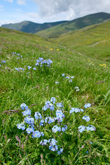 Canvas Print - Alpen-Vergissmeinnicht (Myosotis alpestris subsp. suaveolens) Mt. Varnous, Prespa Nationalpark, Griechenland