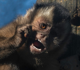 Wall Mural - A capuchin monkey chewing a twig and showing its perfect human like teeth. 